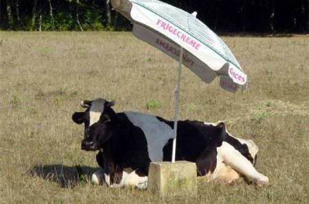 oh la vache alors!!!!